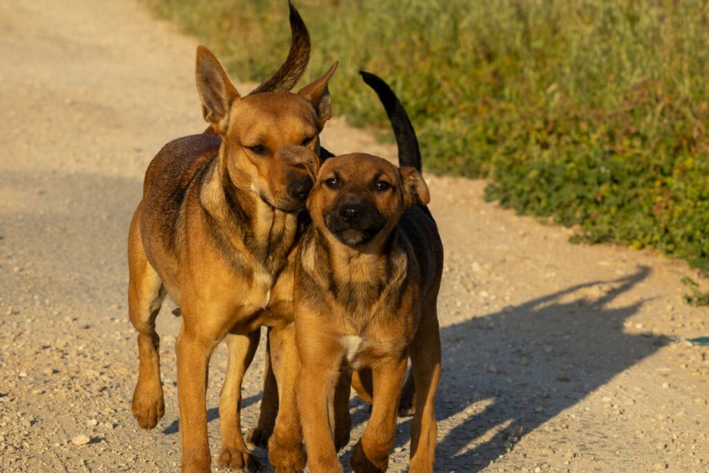 Two dogs walking on a path wearing collars - pet tech gadgets GPS trackers