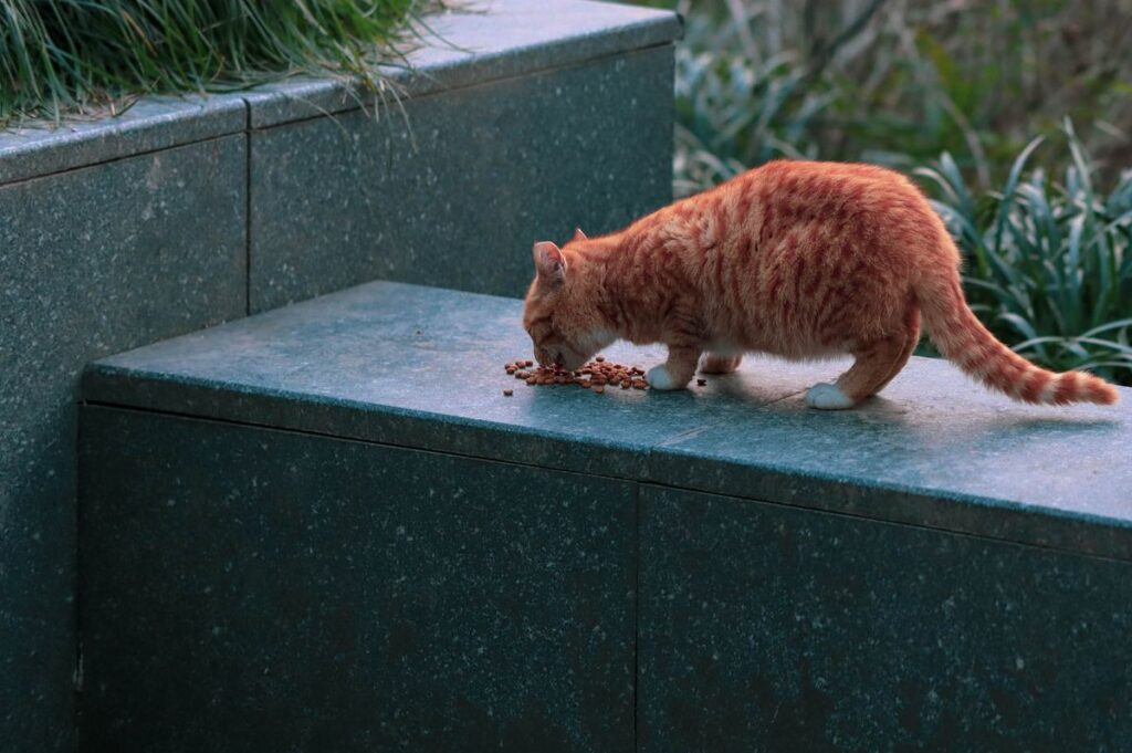 Cat eating kibble from a bowl - pet tech gadgets smart feeders