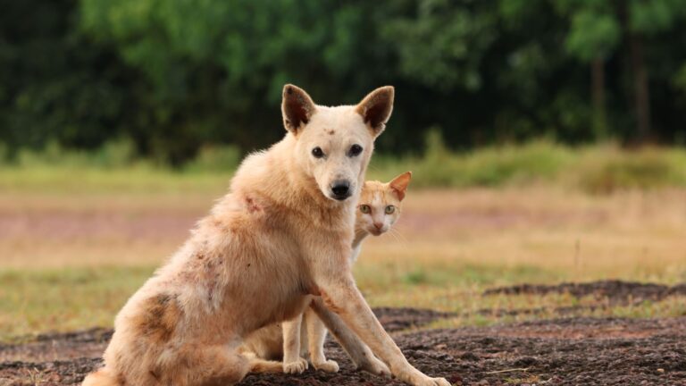 Dog and cat with smart pet gadget - pet tech gadgets